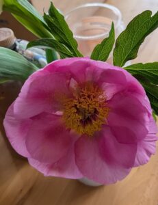 Eine Nahaufnahme einer großen, leuchtend rosa Blume mit gelben Staubgefäßen, grünen Blättern und einem unscharfen Hintergrund mit einem Plastikbecher und anderen Objekten auf einer Holzoberfläche.
