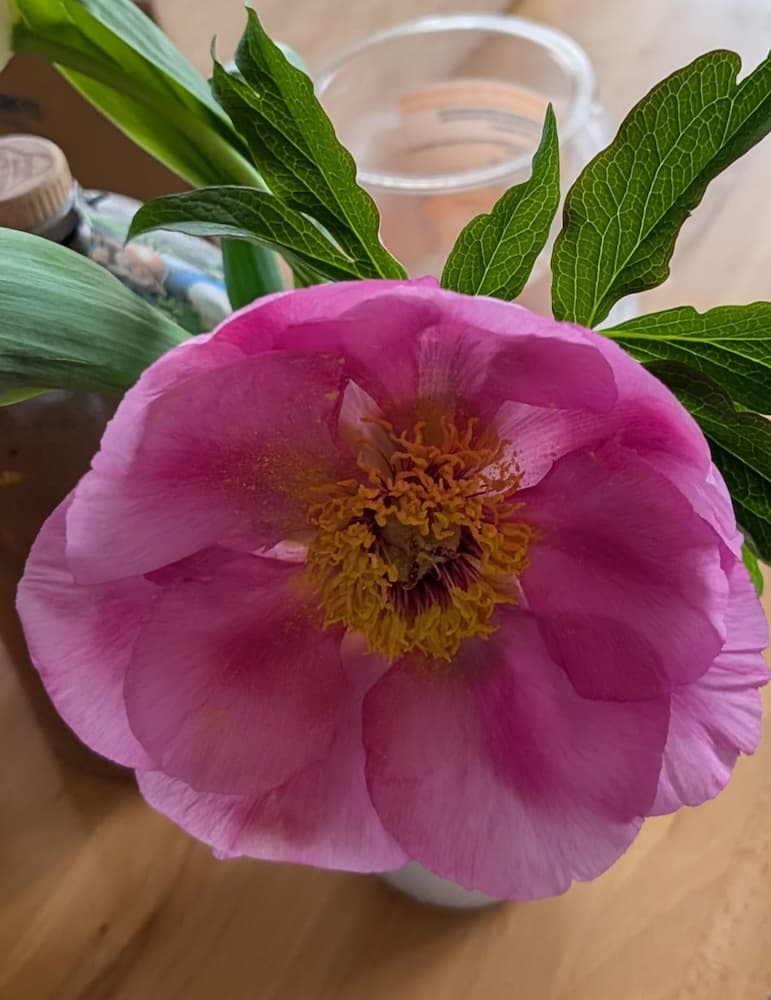 Eine Nahaufnahme einer großen, leuchtend rosa Blume mit gelben Staubgefäßen, grünen Blättern und einem unscharfen Hintergrund mit einem Plastikbecher und anderen Objekten auf einer Holzoberfläche.